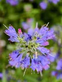 vivo X200 Ultra、アソート - 85mm、f/16.0、ISO 369、1/100秒（3072x4080ピクセル） - News 25 12 私のトップ5 Ivanレビュー