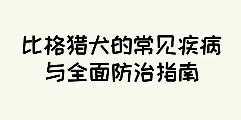 比格猎犬的常见疾病与全面防治指南