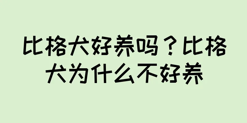 比格犬好养吗？比格犬为什么不好养