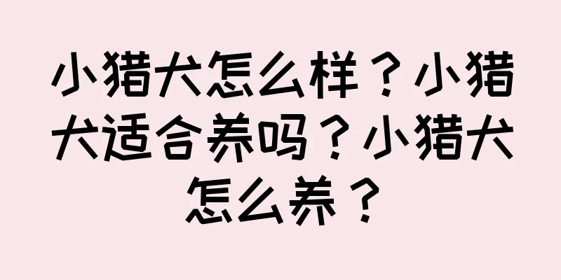 小猎犬怎么样？小猎犬适合养吗？小猎犬怎么养？