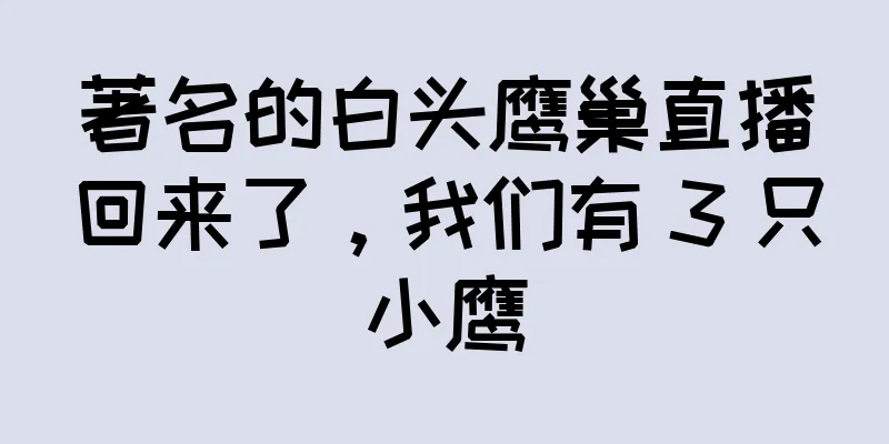著名的白头鹰巢直播回来了，我们有 3 只小鹰