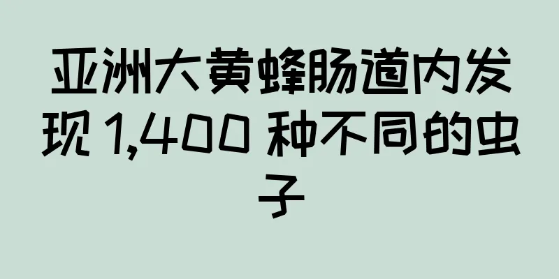 亚洲大黄蜂肠道内发现 1,400 种不同的虫子