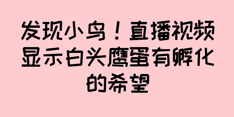 发现小鸟！直播视频显示白头鹰蛋有孵化的希望