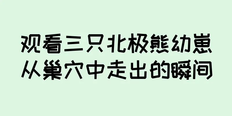 观看三只北极熊幼崽从巢穴中走出的瞬间