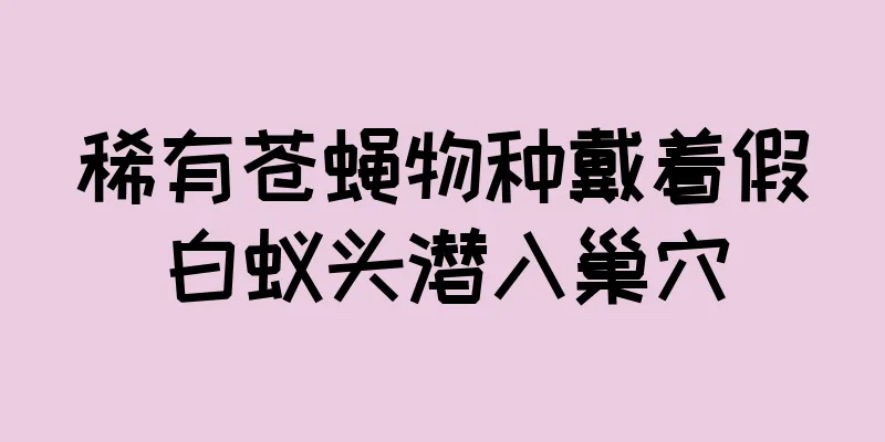 稀有苍蝇物种戴着假白蚁头潜入巢穴