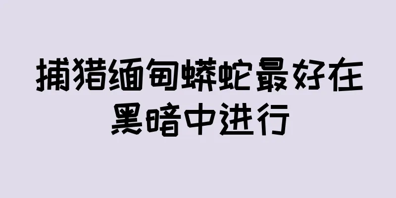捕猎缅甸蟒蛇最好在黑暗中进行