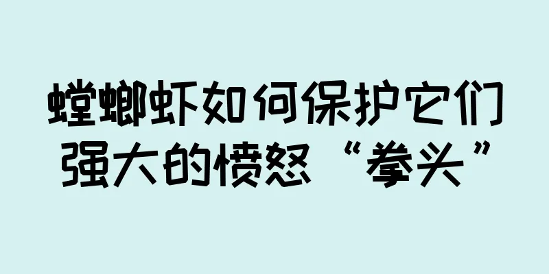 螳螂虾如何保护它们强大的愤怒“拳头”