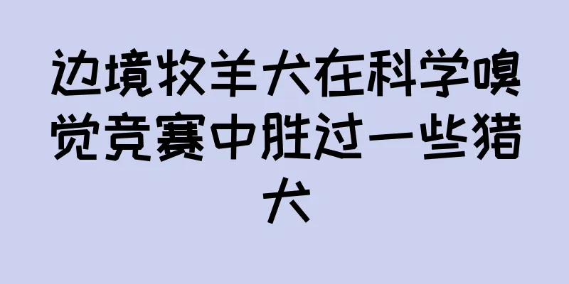 边境牧羊犬在科学嗅觉竞赛中胜过一些猎犬