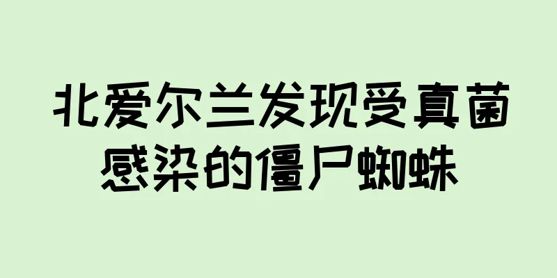 北爱尔兰发现受真菌感染的僵尸蜘蛛
