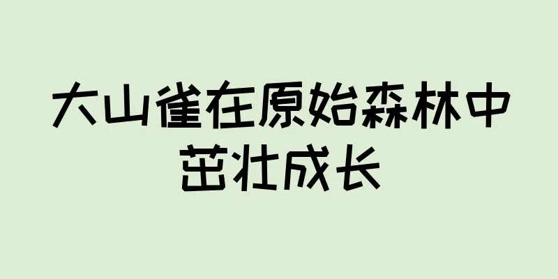 大山雀在原始森林中茁壮成长