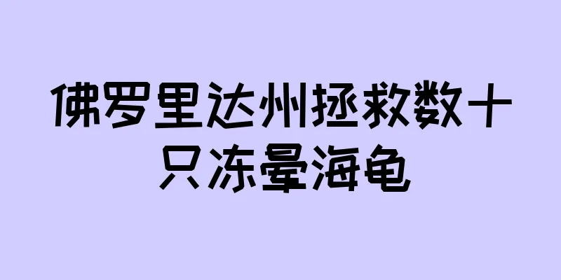 佛罗里达州拯救数十只冻晕海龟