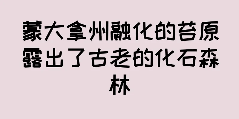 蒙大拿州融化的苔原露出了古老的化石森林