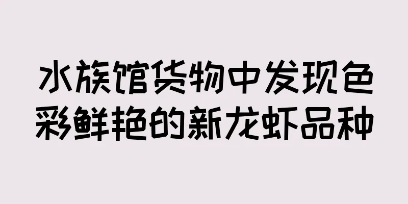水族馆货物中发现色彩鲜艳的新龙虾品种