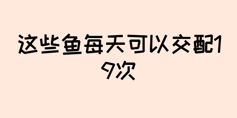 这些鱼每天可以交配19次
