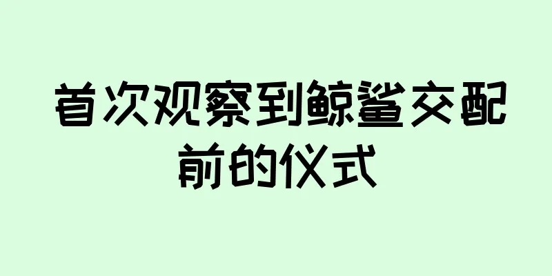 首次观察到鲸鲨交配前的仪式