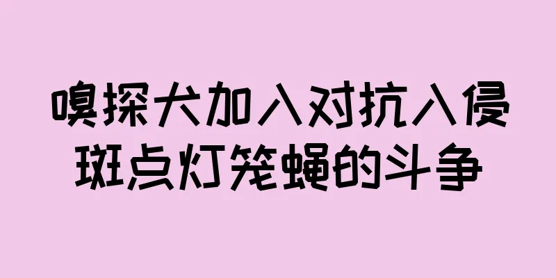 嗅探犬加入对抗入侵斑点灯笼蝇的斗争
