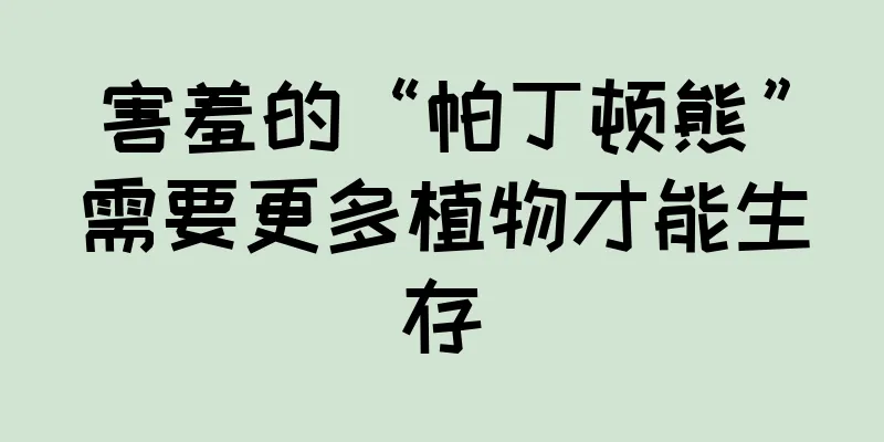 害羞的“帕丁顿熊”需要更多植物才能生存
