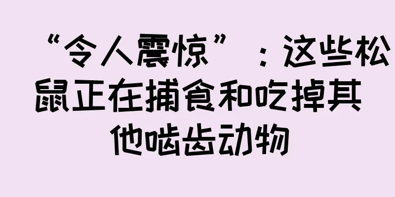“令人震惊”：这些松鼠正在捕食和吃掉其他啮齿动物