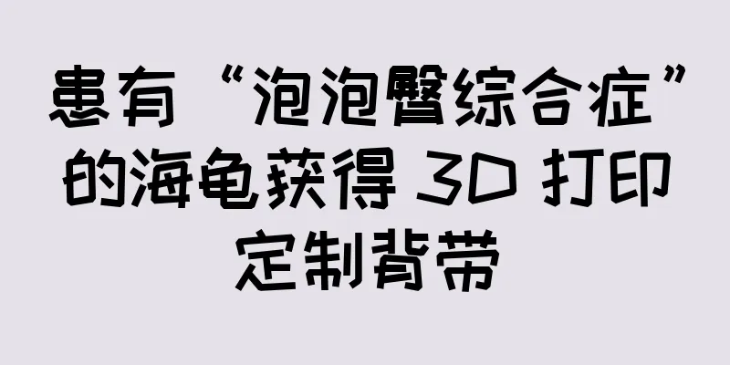 患有“泡泡臀综合症”的海龟获得 3D 打印定制背带