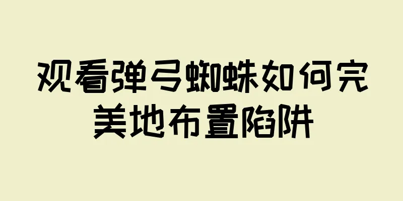 观看弹弓蜘蛛如何完美地布置陷阱