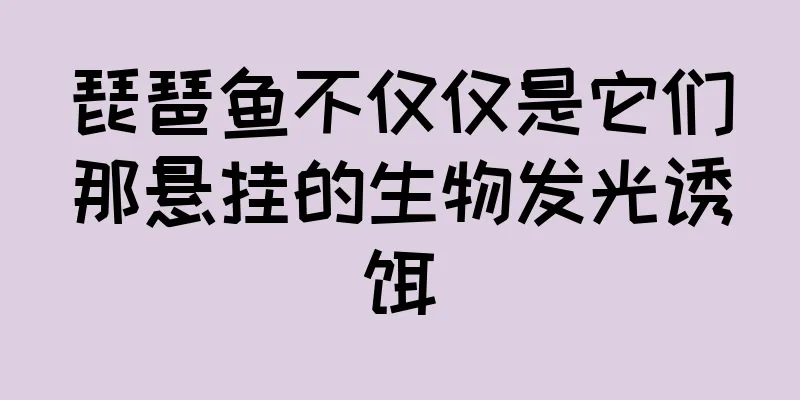 琵琶鱼不仅仅是它们那悬挂的生物发光诱饵