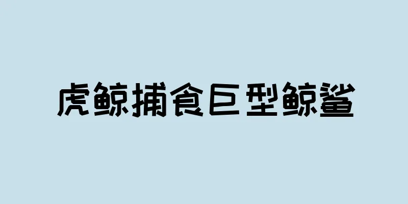 虎鲸捕食巨型鲸鲨