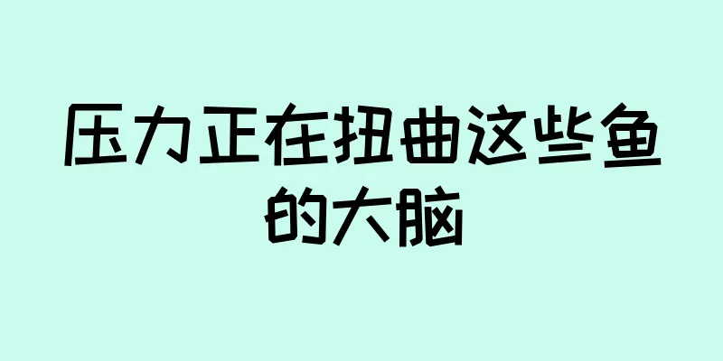 压力正在扭曲这些鱼的大脑