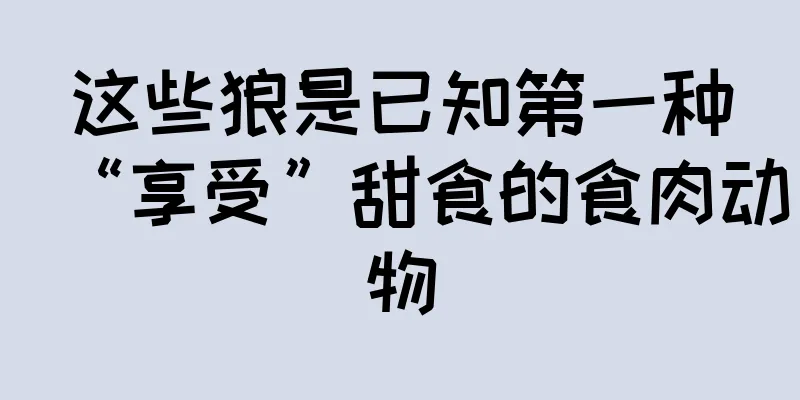 这些狼是已知第一种“享受”甜食的食肉动物