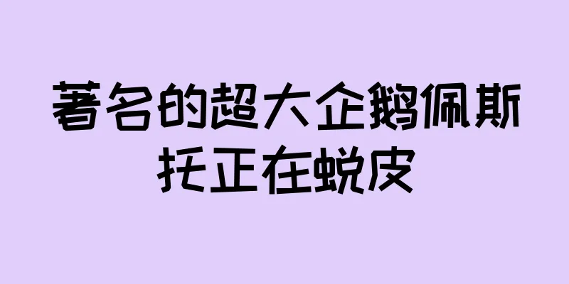 著名的超大企鹅佩斯托正在蜕皮