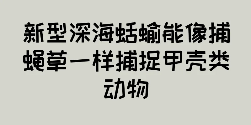新型深海蛞蝓能像捕蝇草一样捕捉甲壳类动物