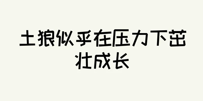 土狼似乎在压力下茁壮成长