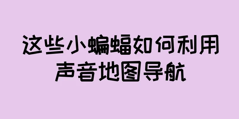 这些小蝙蝠如何利用声音地图导航