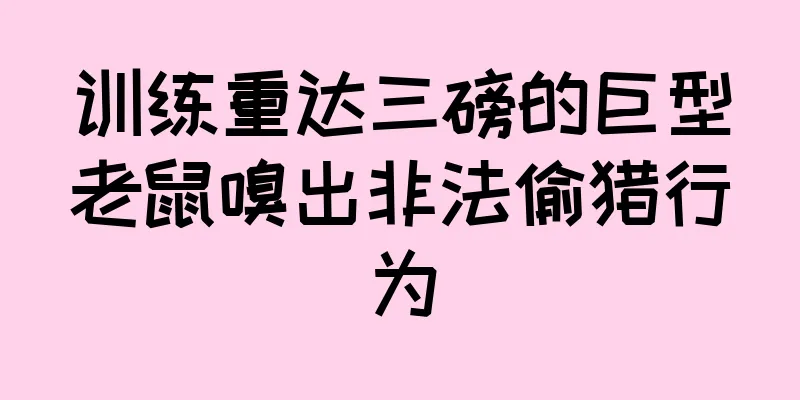 训练重达三磅的巨型老鼠嗅出非法偷猎行为