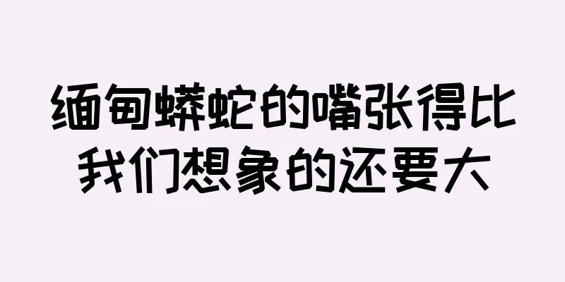 缅甸蟒蛇的嘴张得比我们想象的还要大