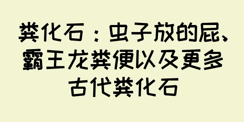 粪化石：虫子放的屁、霸王龙粪便以及更多古代粪化石