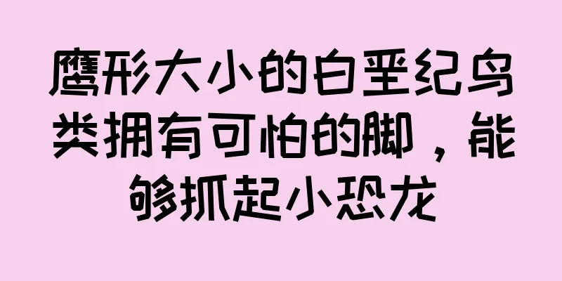 鹰形大小的白垩纪鸟类拥有可怕的脚，能够抓起小恐龙
