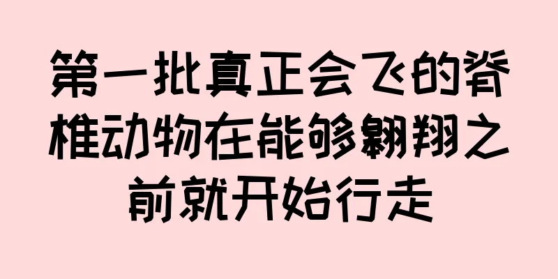 第一批真正会飞的脊椎动物在能够翱翔之前就开始行走