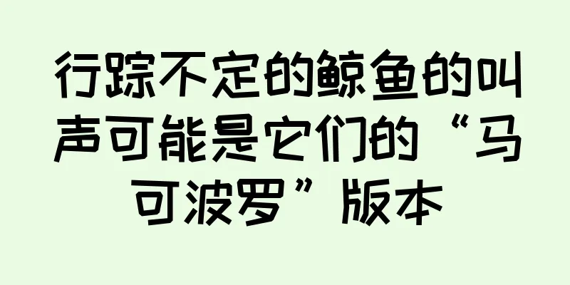 行踪不定的鲸鱼的叫声可能是它们的“马可波罗”版本