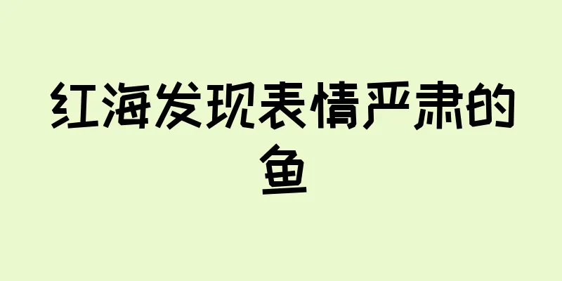 红海发现表情严肃的鱼