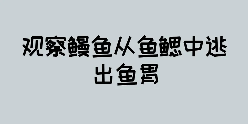 观察鳗鱼从鱼鳃中逃出鱼胃