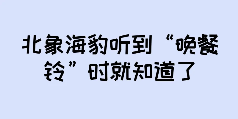 北象海豹听到“晚餐铃”时就知道了