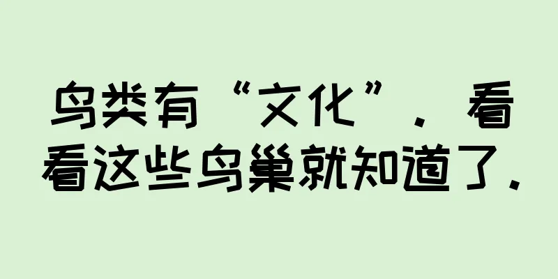 鸟类有“文化”。看看这些鸟巢就知道了。