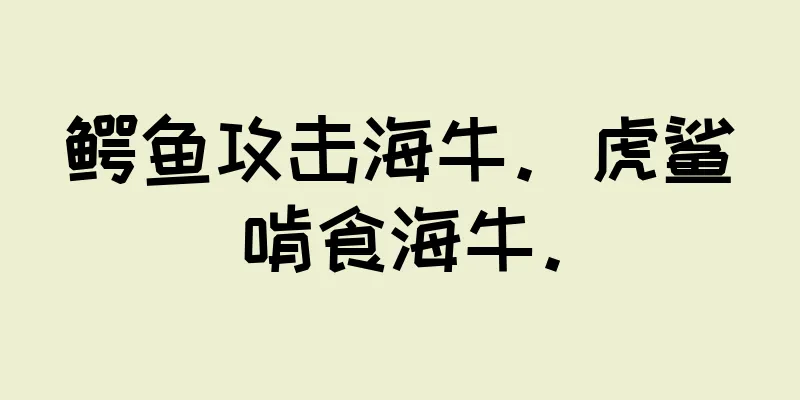 鳄鱼攻击海牛。虎鲨啃食海牛。