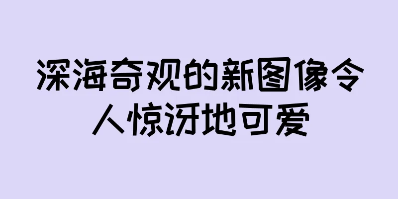深海奇观的新图像令人惊讶地可爱