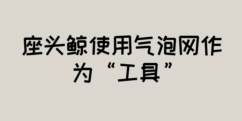 座头鲸使用气泡网作为“工具”