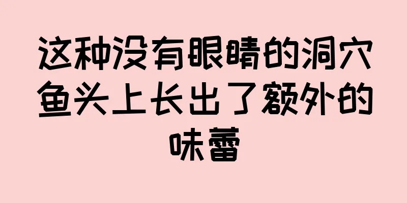 这种没有眼睛的洞穴鱼头上长出了额外的味蕾