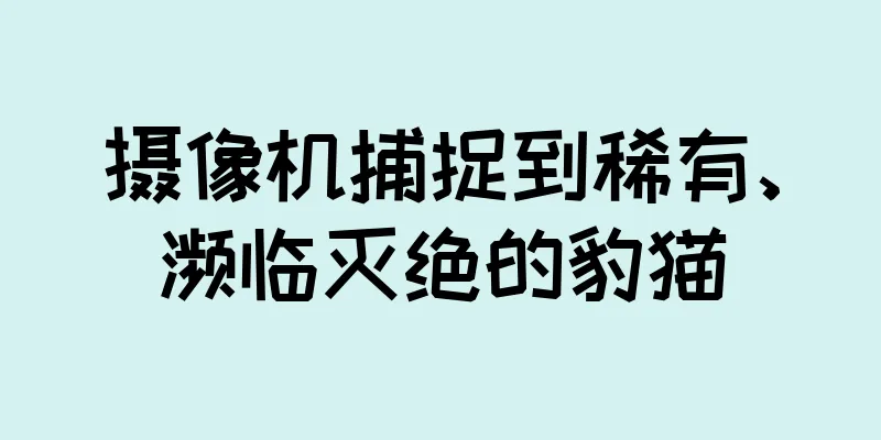 摄像机捕捉到稀有、濒临灭绝的豹猫