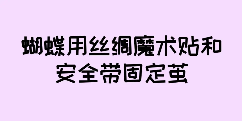 蝴蝶用丝绸魔术贴和安全带固定茧