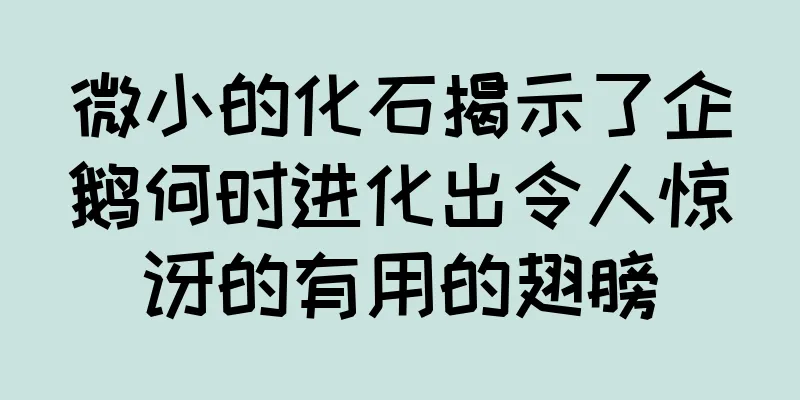 微小的化石揭示了企鹅何时进化出令人惊讶的有用的翅膀