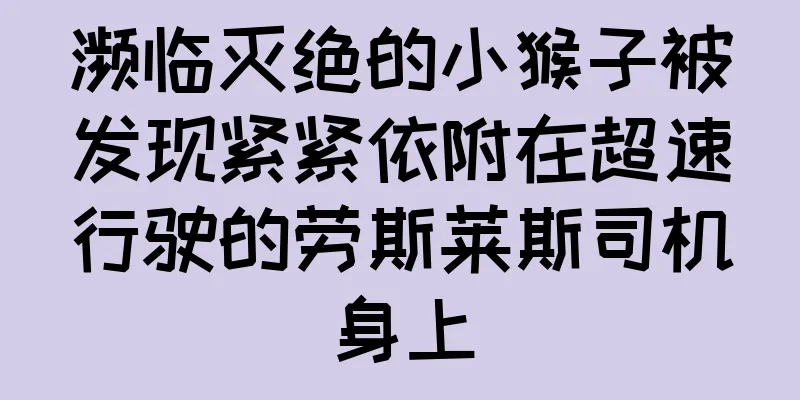 濒临灭绝的小猴子被发现紧紧依附在超速行驶的劳斯莱斯司机身上